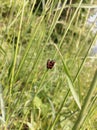  grass insect plant wildlife lawn
