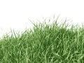 Grass isolated on white