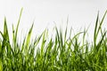 Grass isolated on white background