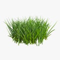 Grass isolated on white. 3D illustration