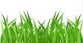 Grass isolated on white. EPS 10 vector