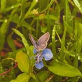 Grass jewel butterfly Ã°Å¸Â¦â¹