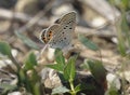 Grass Jewel Butterfly