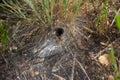 Grass labyrinth spider Agelenidae near from his web burrow Royalty Free Stock Photo