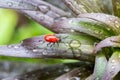 Grass, ladybug, ladybird, animal, background, beautiful, beauty, beetle, berry, black, blossom, bright, bug, close, close-up, clos