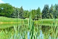 Grass on a lake bank with a blurred background of a lake, trees, and clear blue sky in a summer day in Jarry park, Montreal, QC.