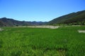 Grass lake in Lugu lake , China