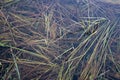 Grass in the lake under water. Reeds. Plants in the water. Royalty Free Stock Photo