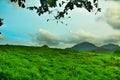 A grass land scenery of sri lanka