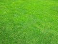 Grass.Lawn.Beatiful green texture. Royalty Free Stock Photo