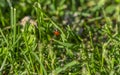 On the grass on the lawn crawling ladybug Royalty Free Stock Photo