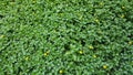 Grass lawn detail with yellow flowers Royalty Free Stock Photo