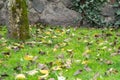 Grass lawn with fallen leaves. Fallen yellow leaves lay over grass in park or garden. Orange, yellow autumn leaves in fall park. Royalty Free Stock Photo