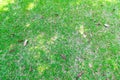 Grass , lawn and leafs on the floor Royalty Free Stock Photo
