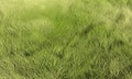 Grass Royalty Free Stock Photo