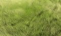 Grass