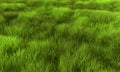 Grass Royalty Free Stock Photo