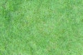 Grass lawn texture background