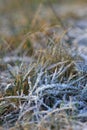The grass layered with ice crystals in winter time