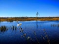 fall day in the marsh Royalty Free Stock Photo