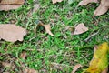 Grass and leaf background on floor Royalty Free Stock Photo