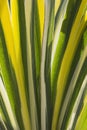 Grass leaf line texture