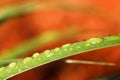 Grass Leaf with Water Drops