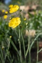 Grass-leaved buttercup flowers or Ranunculus acris in a spring meadow, floral background