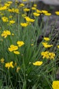 Grass-leaved buttercup Ranunculus gramineus, yellow flowering plants Royalty Free Stock Photo