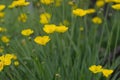 Grass-leaved buttercup Ranunculus gramineus, yellow flowers Royalty Free Stock Photo