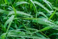 Grass, leaves with dews, waterdrops Royalty Free Stock Photo