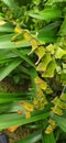 grass leaves eaten by caterpillars