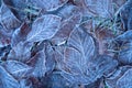 Autumn leaves in first early frost. Winter background Royalty Free Stock Photo