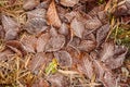 Autumn leaves in first early frost. Winter background Royalty Free Stock Photo