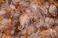 Autumn leaves in first early frost. Winter background Royalty Free Stock Photo