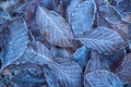 Autumn leaves in first early frost. Winter background Royalty Free Stock Photo