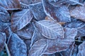 Autumn leaves in first early frost. Winter background Royalty Free Stock Photo