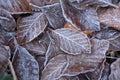 Autumn leaves in first early frost. Winter background Royalty Free Stock Photo