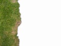 The grass on the left edge of the frame, isolated background. Royalty Free Stock Photo