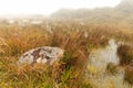 Grass, lichen and mist under drizzle