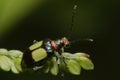 Green grass leaf with black, red and yellow beetle