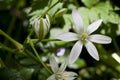 Grass Lily (Ornithogalum umbellatum) Royalty Free Stock Photo