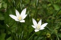 Grass lily Ornithogalum umbellatum Royalty Free Stock Photo