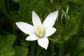 Grass lily Ornithogalum umbellatum Royalty Free Stock Photo