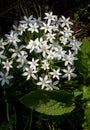 Grass lily Ornithogalum Umbellatum Star of Bethlehem Royalty Free Stock Photo