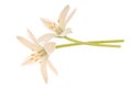 Grass lily Royalty Free Stock Photo