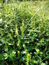 Grass with little cute flowers