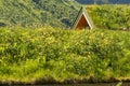 Grass on a Lofoten'sroof Royalty Free Stock Photo