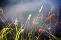 Grass look like a flower