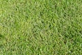 Grass. Lush, green lawn grass. Golf, football. Royalty Free Stock Photo